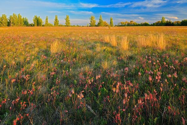 Canada-Manitoba-Birds Hill Provincial Park Three-flowered avens flowers and seed heads in field